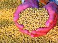 सोयाबीनच्या सरासरी उत्पादकतेने पीक विमा बाधित - Marathi News | The average productivity of soybean inhibited crop insurance | Latest amravati News at Lokmat.com