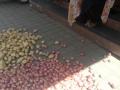 सांगली : महापालिकेच्या दारात विक्रेत्या महिलेने टाकले कांदे, बटाटे - Marathi News | Sangli: Onion, potatoes, distributed by the seller's woman at the municipal door | Latest sangli News at Lokmat.com