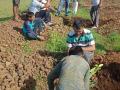 ‘सरकारी बाबू’नी श्रमदानातून लावली सत्तर रोपे - Marathi News | Seven seedlings planted by the government's babu | Latest beed News at Lokmat.com
