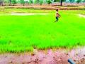 दमदार पावसाने पेरणीला वेग - Marathi News | Heavy rains give rise to sowing | Latest chandrapur News at Lokmat.com