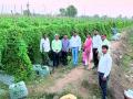 विभागीय कृषी अधिकाऱ्यांना खोलमारा येथील कारले बागेचे आकर्षण - Marathi News | | Latest bhandara News at Lokmat.com