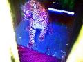 ...अखेर मादीसह बिबट्या पिंजऱ्यात जेरबंद - Marathi News | ... finally locked in a cage with a female | Latest nashik News at Lokmat.com