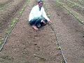 तणनाशक फवारल्याने पिके जळून खाक - Marathi News | Destroy crops by spraying herbicides | Latest nashik News at Lokmat.com