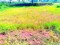शेत कोरडे आणि पाणी शेतकऱ्याच्या डोळ्यात - Marathi News | Farm dry and water in the farmer's eye | Latest chandrapur News at Lokmat.com