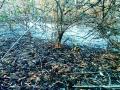 झरण वनपरिक्षेत्रात वणवा - Marathi News | Spread in the forest | Latest chandrapur News at Lokmat.com