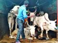 जनावरे कोंबून नेणारा ट्रक पकडला आरोपींना मुद्देमालासह अटक - Marathi News |  Animals caught in a pickling truck arrested with the issue | Latest chandrapur News at Lokmat.com