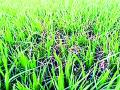 धानपिकावर विविध रोगांचा प्रादुर्भाव - Marathi News | Incidence of various diseases on paddy | Latest chandrapur News at Lokmat.com