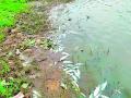 विषारी पाण्यामुळे तलावातील मासोळ्यांचा मृत्यू - Marathi News | Fish deaths in the lake due to poisonous water | Latest chandrapur News at Lokmat.com