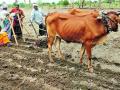 जिल्हाभर पेरणीची लगबग - Marathi News | Long-time sowing of the district | Latest chandrapur News at Lokmat.com
