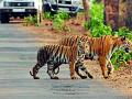 ताडोबात पहिल्याच दिवशी पर्यटकांची गर्दी - Marathi News | The crowd of tourists on Tadoba the very first day | Latest chandrapur News at Lokmat.com