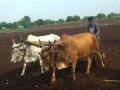 अल्प पावसाने पेरण्या खोळंबल्या - Marathi News |  Sowing of sowing with short rains | Latest nashik News at Lokmat.com