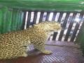 म्हेळुस्केतील नरभक्षक बिबट्या अखेर जेरबंद - Marathi News | Molecular leopard dead | Latest nashik News at Lokmat.com