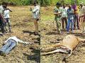 वीज तारेच्या स्पर्शाने युवक व नीलगाय ठार - Marathi News | Youth and Nilgai killed by touching the power star | Latest gadchiroli News at Lokmat.com
