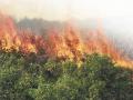 गडचिरोली जिल्ह्यात दाेन हजार हेक्टर क्षेत्रावर भडकला वणवा - Marathi News | In Gadchiroli district, a fire broke out on an area of two thousand hectares | Latest gadchiroli News at Lokmat.com