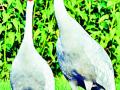 सारसांच्या सुरक्षेसाठी वन कर्मचारी घालणार गस्त - Marathi News | Forest personnel will patrol for the safety of storks | Latest gondia News at Lokmat.com