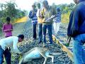 रेल्वेच्या धडकेत दोन हरीण ठार - Marathi News | Two deer dead in a train crash | Latest gondia News at Lokmat.com