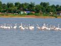 २० वर्षानंतर गोंदिया जिल्ह्यात आढळले ग्रेटर फ्लेमिंगो - Marathi News | Greater flamingo found in Gondia district after 20 years | Latest gondia News at Lokmat.com