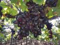 काळ्या वाणाची द्राक्षे संकटात - Marathi News |  Black arrow grapes in trouble | Latest nashik News at Lokmat.com
