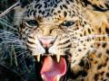 बिबट्याचा शेळीवर हल्ला, शेतकऱ्यांत भीती - Marathi News | Leopard attack on goat | Latest jalana News at Lokmat.com