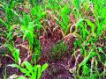 येवला तालुक्यात खरीप पिकांनी टाकल्या माना - Marathi News | The kharif crops are believed to have been planted in Yeola taluka | Latest nashik News at Lokmat.com