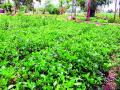 खरीप हंगामावर वक्र दृष्टी! - Marathi News | Curve sight on Kharif season! | Latest nashik News at Lokmat.com