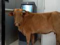 बोलठाण येथे एटीएममध्ये मोकाट जनावरे - Marathi News |  Mokat animals at the ATM at Bolthan | Latest nashik News at Lokmat.com