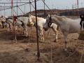 घोडे बाजारात 300 घोडे दाखल - Marathi News | 300 horses entered the horse market | Latest nandurbar News at Lokmat.com