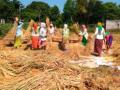 उशिरा लागवडीमुळे भाताचे उत्पन्न घटणार - Marathi News | Late planting will reduce paddy yield | Latest nandurbar News at Lokmat.com