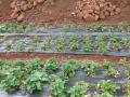 पावसाच्या फेऱ्यात शेकडो एकर स्ट्रॉबेरी, नुकसान वाढले - Marathi News | Hundreds of acres of strawberries in the rainy season! | Latest satara News at Lokmat.com