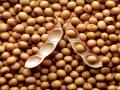 परभणी : जिल्ह्यात सोयाबीनच्या खरेदीला लागेना मुहूर्त - Marathi News | Parbhani: LaGena Muhurat to buy soya bean in the district | Latest parabhani News at Lokmat.com
