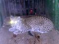 सामनगावला नर बिबट्या अडकला पिंजऱ्यात - Marathi News | A male leopard is trapped in a cage in Samangaon | Latest nashik News at Lokmat.com