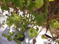 टोमॅटो पिकाला करपा रोगाचा विळखा - Marathi News | Roll out the tomato crop | Latest nashik News at Lokmat.com