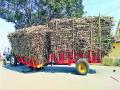 बेकायदेशीर ऊस वाहतूक सुरूच - Marathi News | Illegal sugarcane transportation continues | Latest nashik News at Lokmat.com