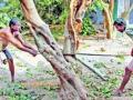 वृक्षतोडीसाठी पुन्हा सरसावली कृती समिती - Marathi News |  Reactivated Action Committee for the tree | Latest nashik News at Lokmat.com