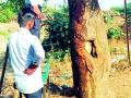 जीवनदायी अजस्त्र वृक्षांवर वाळवीचे संकट - Marathi News | A woeful crisis on life-saving azure trees | Latest vardha News at Lokmat.com