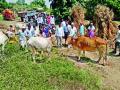 पिसाळलेल्या कुत्र्याचा चावा : ६० जनावरांना रॅबिजची लागण नऊ जनावरांचा मृत्यू - Marathi News | Sprinkled dog bites: Rabios infected with 60 animals die of nine animals | Latest nashik News at Lokmat.com