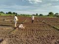 पाटोदा परिसरात कांदा लागवडीस वेग - Marathi News | Speed of onion cultivation in Patoda area | Latest nashik News at Lokmat.com
