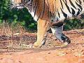 वाघाच्या दहशतीने शेतीकामे थांबली - Marathi News | Tigers stopped in agriculture | Latest yavatmal News at Lokmat.com