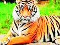 टिपेश्वरमधील तीन वाघांनी मराठवाड्यात केली घुसखोरी - Marathi News | Three tigers from Tipeshwar infiltrated Marathwada | Latest yavatmal News at Lokmat.com