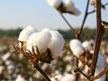 रोखीच्या आशेत वर्ध्यातील कापूस उत्पादकांची हमीभावाकडे पाठ - Marathi News | cotton growers in Wardha, hoping for cash | Latest vardha News at Lokmat.com