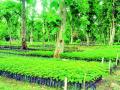 नागपूर जिल्ह्यातल्या बोटेझरीत बहरली अनमोल रोपवाटिका - Marathi News | Grand nursery in Botezari in Nagpur district | Latest nagpur News at Lokmat.com
