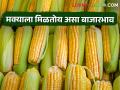 Maize market: मक्याला सध्या काय मिळतोय भाव? कुठे कशी आवक? - Marathi News | Maize market: What is the current price of maize? How to enter where? | Latest agriculture News at Lokmat.com