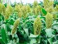 रब्बी ज्वारीचा विमा यंदा अडीच लाख हेक्टरने घटला - Marathi News | pune news rabi sorghum insurance reduced by 2.5 lakh hectares this year | Latest pune News at Lokmat.com