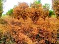 तीन एकरांतील संत्रा झाडे जळाली - Marathi News | Three acres of orange trees burnt | Latest amravati News at Lokmat.com