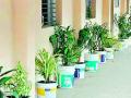 रंगाच्या टाकाऊ बकेटीत वृक्षारोपण - Marathi News | Planting in a dense bucket of color | Latest amravati News at Lokmat.com