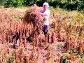 208 गावांना बसणार 50 पेक्षा अधिक पैसेवारीचा माेठा फटका - Marathi News | 208 villages will be hit by more than 50 paise | Latest bhandara News at Lokmat.com