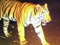 कोरोना संसर्गाचा ‘टी-१ सी-१’ वाघालाही बसला फटका - Marathi News | Corona efect : 'T-1C-1' tiger in Buldhana | Latest buldhana News at Lokmat.com