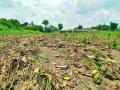 अतिवृष्टीमुळे पिकांचे नुकसान; ३००० पंचनामे रखडले - Marathi News | Crop damage due to excess rainfall; 3000 Panchnama stalled | Latest buldhana News at Lokmat.com