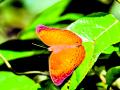 सह्याद्रीच्या खोऱ्यात आढळले दुर्मीळ तमिळ येवमन फुलपाखरू - Marathi News | A rare Tamil Yeoman butterfly found in the valley of Sahyadri | Latest ratnagiri News at Lokmat.com