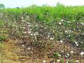 कापसाच्या अत्यल्प भावामुळे शेतकरी हवालदिल - Marathi News | Cotton Hedgehog due to the little brother of Cotton | Latest chandrapur News at Lokmat.com